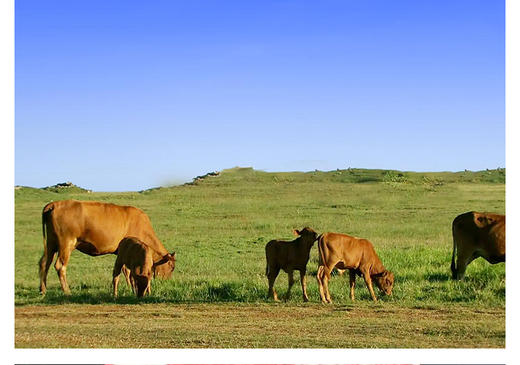 宁夏六盘山牛肉/牛腱子/牛腩/牛里脊-好山好水育好肉 商品图10