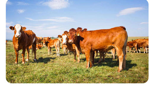 宁夏六盘山牛肉/牛腱子/牛腩/牛里脊-好山好水育好肉 商品图11