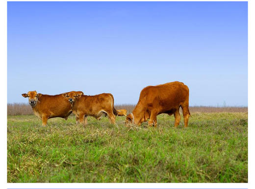 宁夏六盘山牛肉/牛腱子/牛腩/牛里脊-好山好水育好肉 商品图9