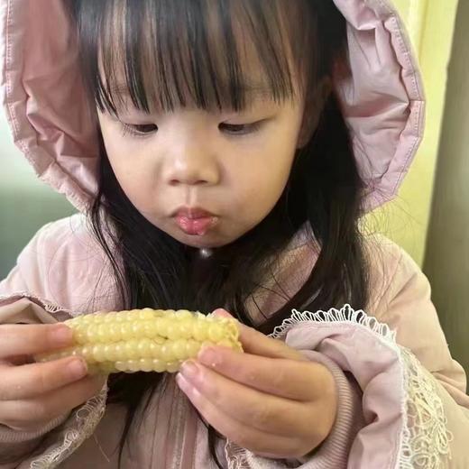西双版纳 拇指玉米 甜糯 26.8/件 500g 糯叽叽的，甜丝丝的 Q弹无渣 商品图0