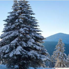 喜马拉雅雪松精油：厚实的香气，沉静的内心 