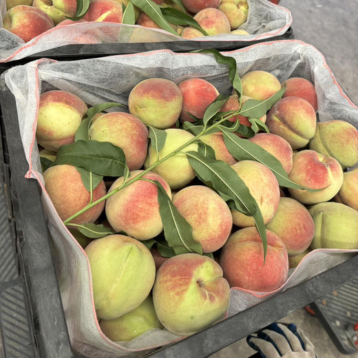 山东冬桃一斤 商品图0