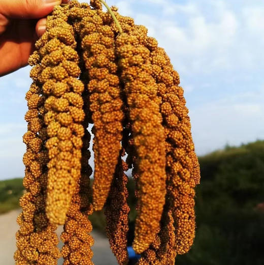 正宗农家小米 商品图5