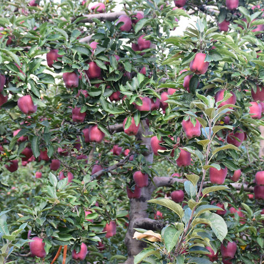 甘肃天水花牛苹果， 酸甜适口 商品图2