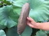 湖北洪湖粉藕    口感粉滑汤汁鲜甜 商品缩略图11