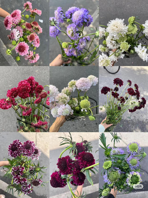 松虫草各色都有，点击进入 商品图0