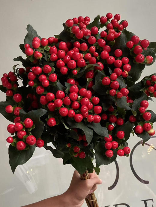 国产花材-【火龙珠】 商品图1