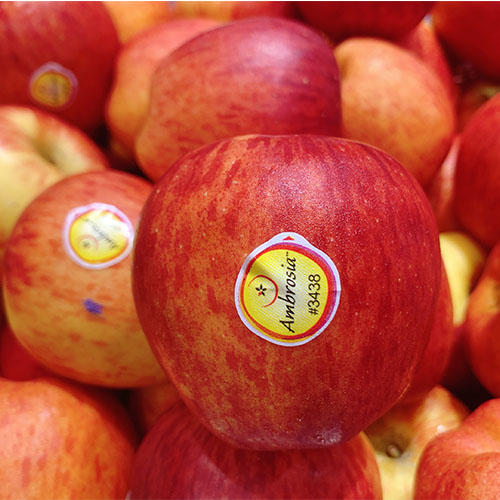 新西兰进口神仙果苹果 | 脆甜多汁新鲜水果 商品图0