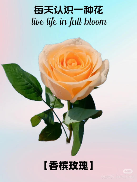 香槟，张良 商品图4