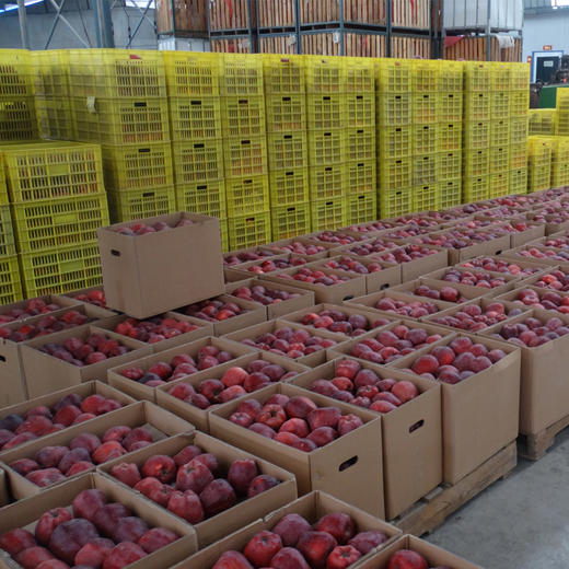 甘肃天水花牛苹果， 酸甜适口 商品图3