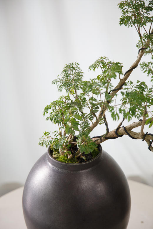 造型福禄桐 商品图1