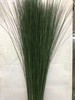 钢草一扎【大概20支左右】 商品缩略图0