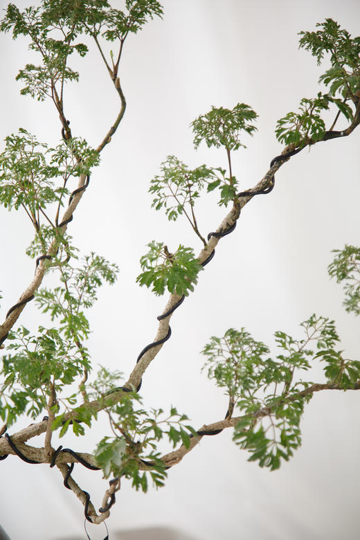 造型福禄桐 商品图2