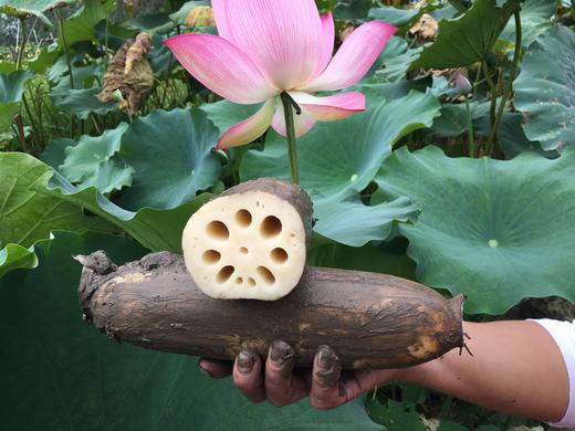 湖北洪湖粉藕    口感粉滑汤汁鲜甜 商品图10