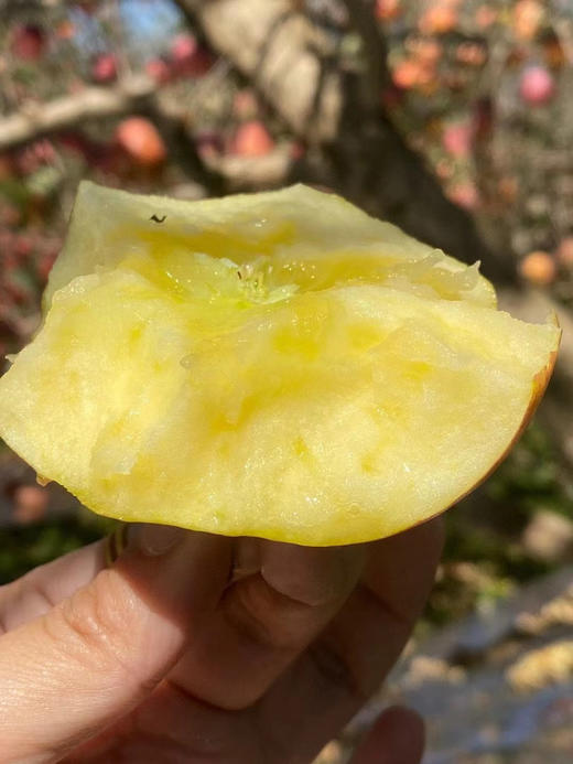 ✈️顺丰包邮到家，有点丑，但爆甜的丑苹果【大凉山-⁭红泉富士苹果】够野够味，脆甜爽口 果味浓郁 肉质紧实，国家地理标志产品 自然的甜蜜馈赠，2700米+⁪高原种植 树上熟 不催熟 不打蜡⁬⁣⁣⁫⁮5斤 商品图0