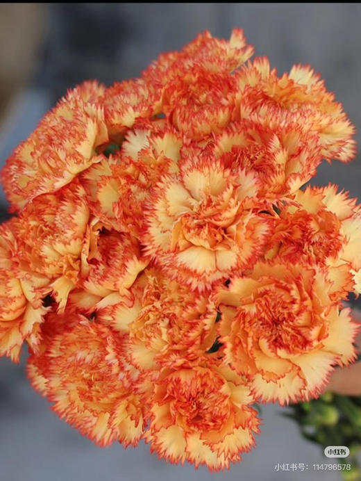 狂欢康 商品图0