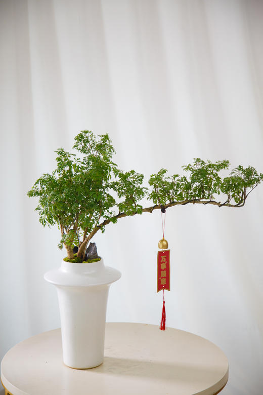 造型福禄桐 商品图0