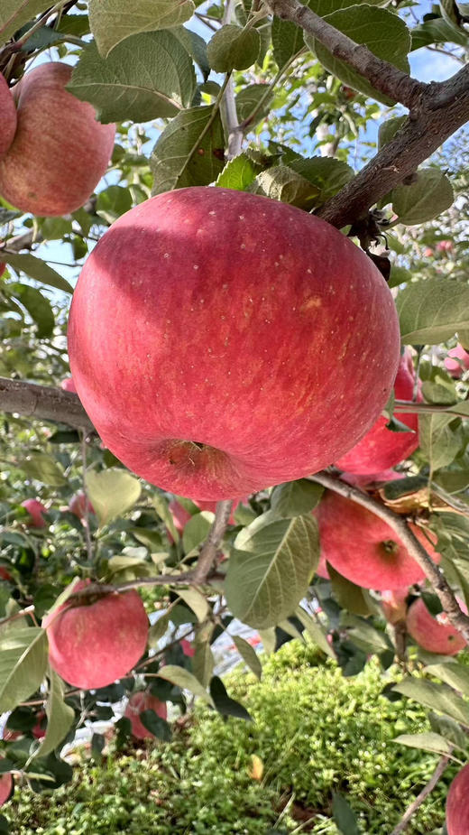 ✈️顺丰包邮到家，有点丑，但爆甜的丑苹果【大凉山-⁭红泉富士苹果】够野够味，脆甜爽口 果味浓郁 肉质紧实，国家地理标志产品 自然的甜蜜馈赠，2700米+⁪高原种植 树上熟 不催熟 不打蜡⁬⁣⁣⁫⁮5斤 商品图1