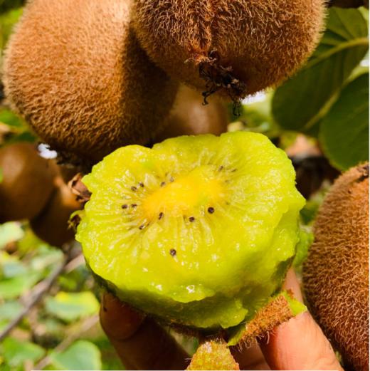 陕西徐香猕猴桃，皮薄多汁，清爽可口，顺丰鲜达 商品图1