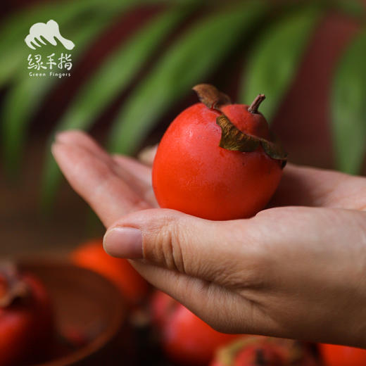 生态珍珠蜜柿 | 合作生产*Ecological pearl honey persimmon| Partner Production 商品图2