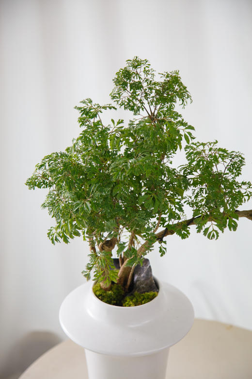 造型福禄桐 商品图1