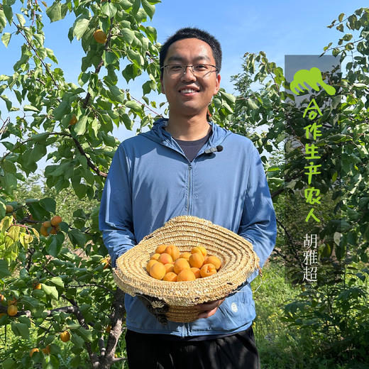 生态珍珠蜜柿 | 合作生产*Ecological pearl honey persimmon| Partner Production 商品图5