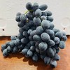 黑加仑 秋黑葡萄   好甜 商品缩略图5