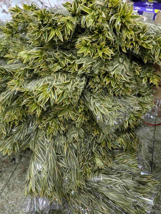 日本进口花材金边百合竹 商品图4