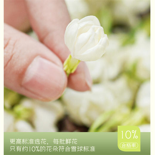 非遗好茶【谢大高】茉莉雪球 花香自然 优雅纯净 茉莉花茶 大口喝水吨吨吨 商品图1
