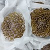 海盛单头牡丹菊-复古色-10支 商品缩略图0