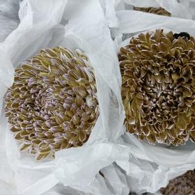 海盛单头牡丹菊-复古色-10支