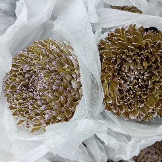 海盛单头牡丹菊-复古色-10支 商品图0