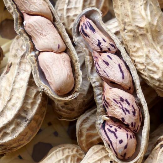 【坚果精选】云南七彩花生@黑花生 花青素的“植物精肉” 酥香可口 粒粒香脆 甘香清甜 商品图3