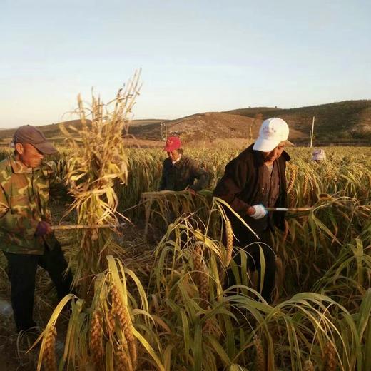 010毛毛谷小米 珍贵品种 内蒙赤峰 小米之乡 种植历史悠久 【月子小米】【代参汤】 商品图9