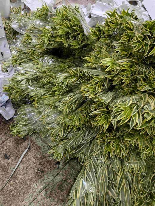 日本进口花材金边百合竹 商品图5