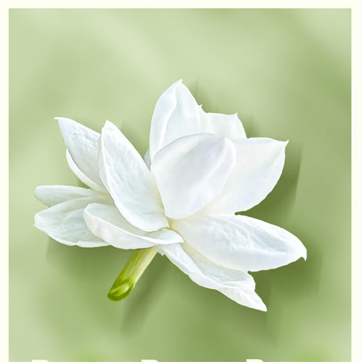 非遗好茶【谢大高】茉莉雪球 花香自然 优雅纯净 茉莉花茶 大口喝水吨吨吨 商品图8