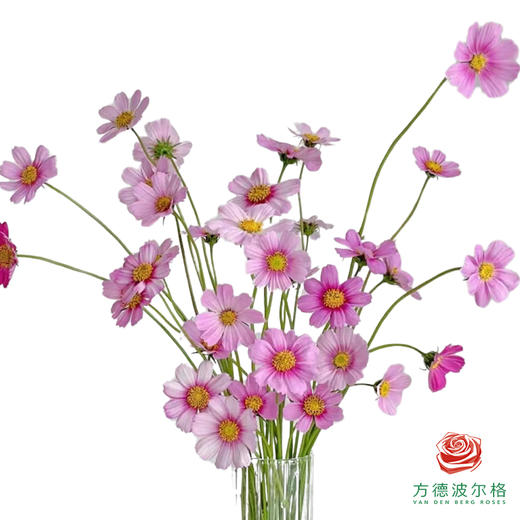 格桑花-粉色 商品图0