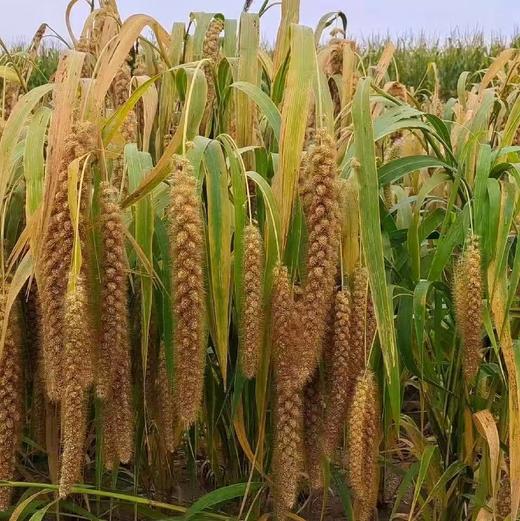 010毛毛谷小米 珍贵品种 内蒙赤峰 小米之乡 种植历史悠久 【月子小米】【代参汤】 商品图10