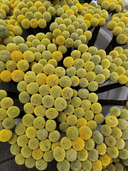 配花配草黄金球18支 商品图4