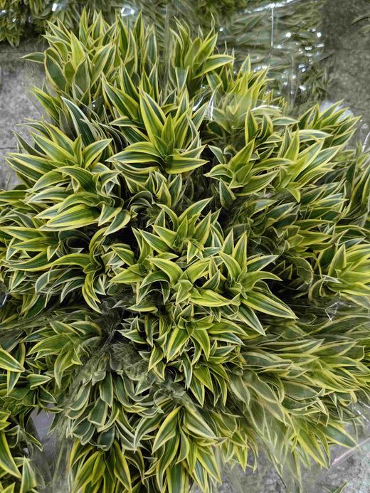 日本进口花材金边百合竹 商品图6