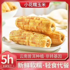 云南小花糯玉米