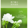 非遗好茶【谢大高】茉莉雪球 花香自然 优雅纯净 茉莉花茶 大口喝水吨吨吨 商品缩略图4