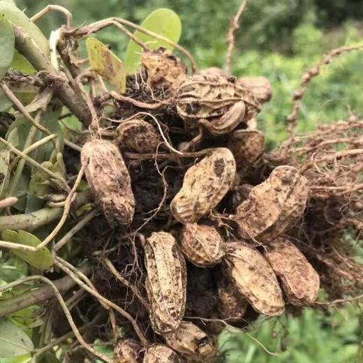 【坚果精选】云南七彩花生@黑花生 花青素的“植物精肉” 酥香可口 粒粒香脆 甘香清甜 商品图4