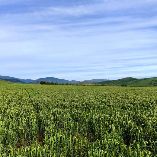 010毛毛谷小米 珍贵品种 内蒙赤峰 小米之乡 种植历史悠久 【月子小米】【代参汤】 商品图6