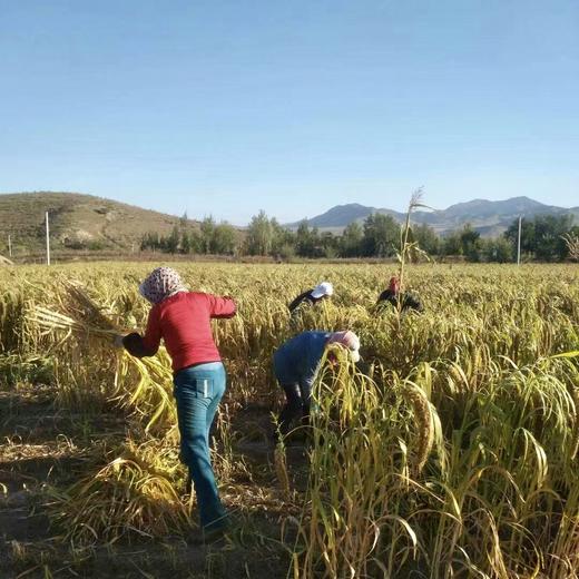 010毛毛谷小米 珍贵品种 内蒙赤峰 小米之乡 种植历史悠久 【月子小米】【代参汤】 商品图4
