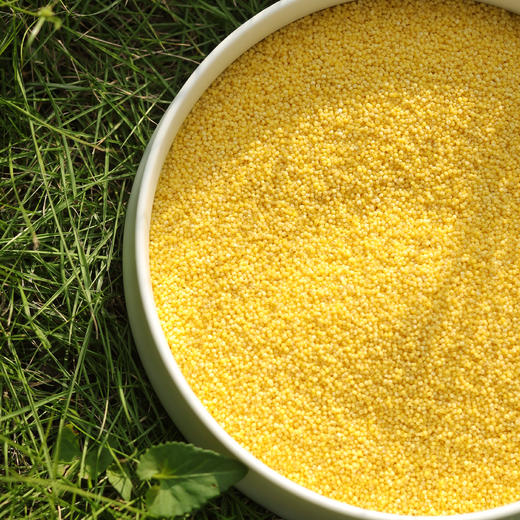 010毛毛谷小米 珍贵品种 内蒙赤峰 小米之乡 种植历史悠久 【月子小米】【代参汤】 商品图2