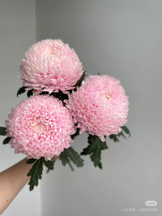 牡丹菊 商品图5