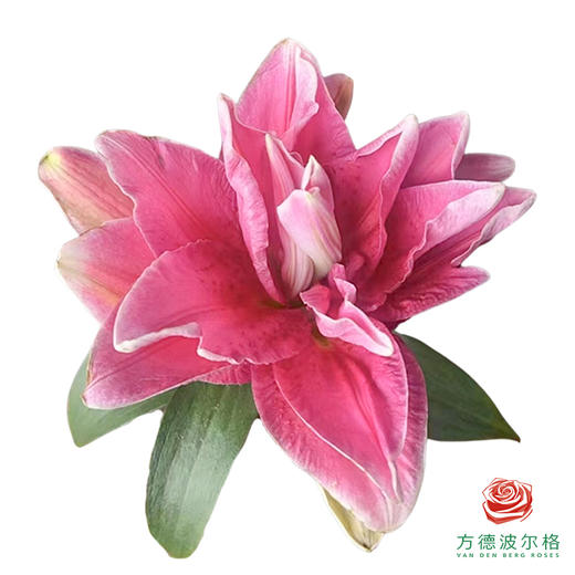 【重瓣百合】-比安卡 5枝一扎 商品图0