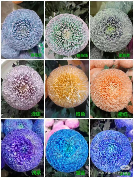 牡丹菊 商品图4