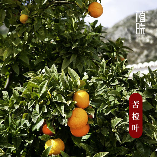 植晓 苦橙叶精油 5ml 商品图1